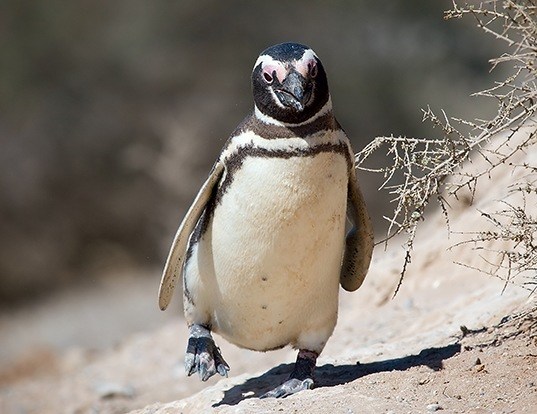 Picture of a magellanic penguin (Spheniscus magellanicus)