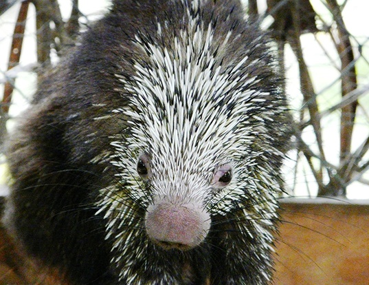 Picture of a mexican hairy dwarf porcupine (Sphiggurus mexicanus)
