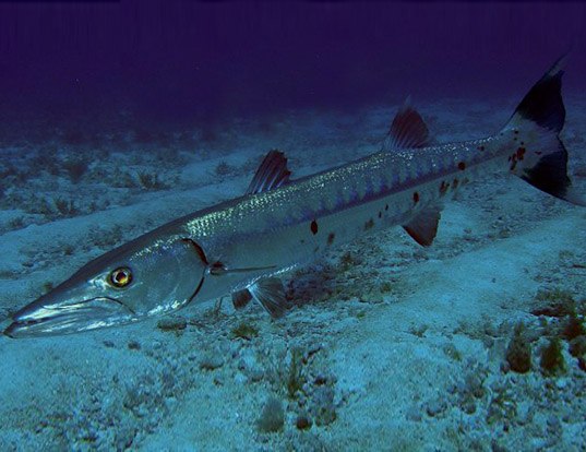 Picture of a pacific barracuda (Sphyraena argentea)