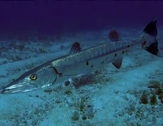 Picture of a pacific barracuda (Sphyraena argentea)