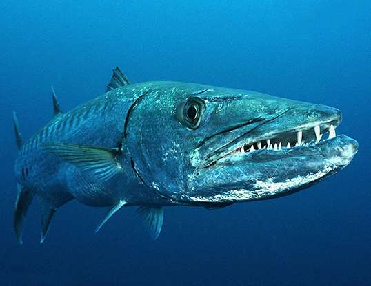 Picture of a great barracuda (Sphyraena barracuda)