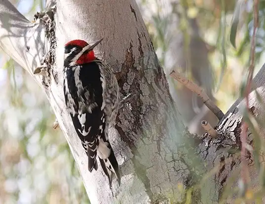 Picture of a red-naped sapsucker (Sphyrapicus nuchalis)