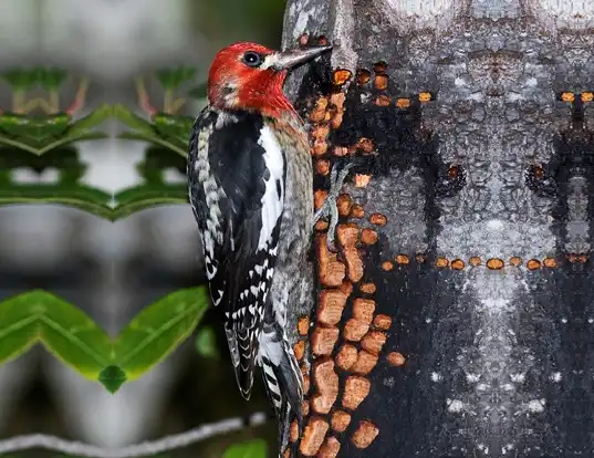 Picture of a red-breasted sapsucker (Sphyrapicus ruber)