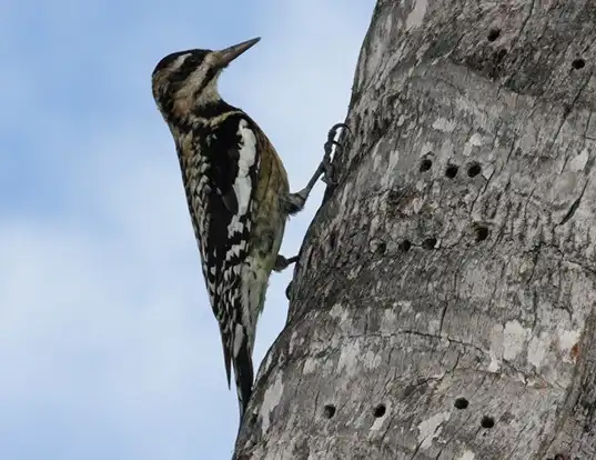 Picture of a yellow-bellied sapsucker (Sphyrapicus varius)