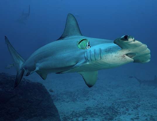 Picture of a scalloped hammerhead (Sphyrna lewini)