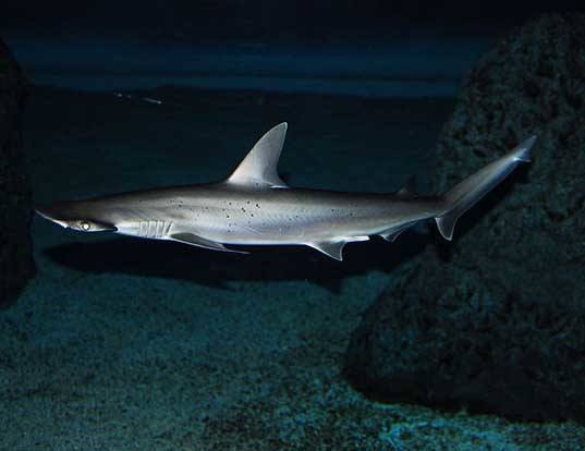 Picture of a bonnethead shark (Sphyrna tiburo)