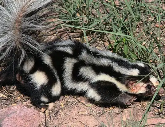 Picture of a eastern spotted skunk (Spilogale putorius)