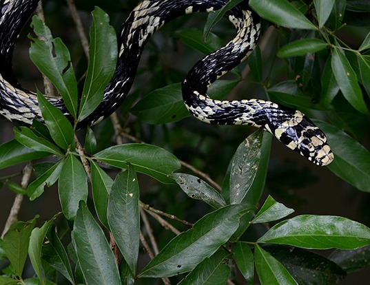 Picture of a chicken snake (Spilotes pullatus)