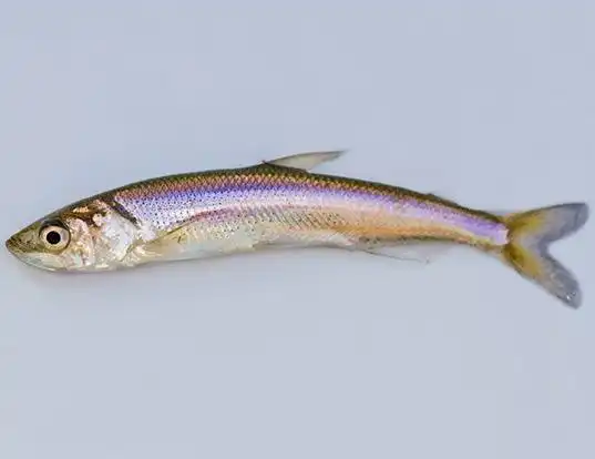 Picture of a longfin smelt (Spirinchus thaleichthys)