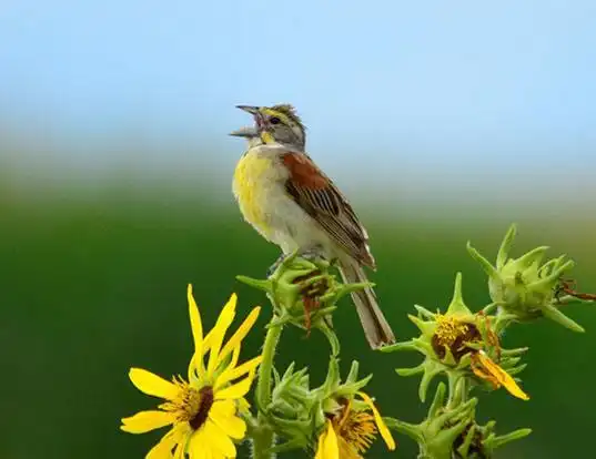 Picture of a dickcissel (Spiza americana)