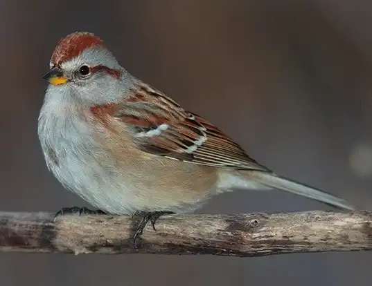 Picture of a american tree sparrow (Spizella arborea)