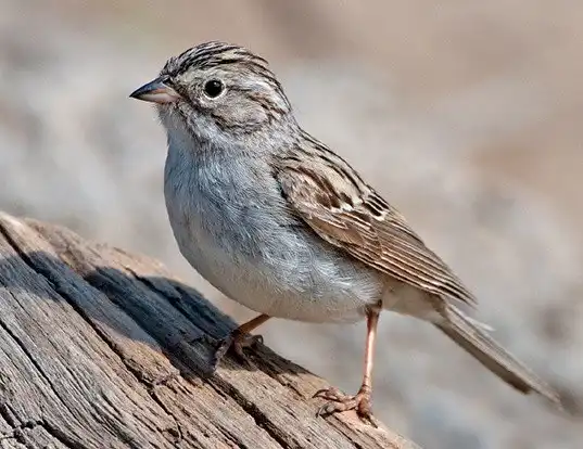 Picture of a brewer's sparrow (Spizella breweri)