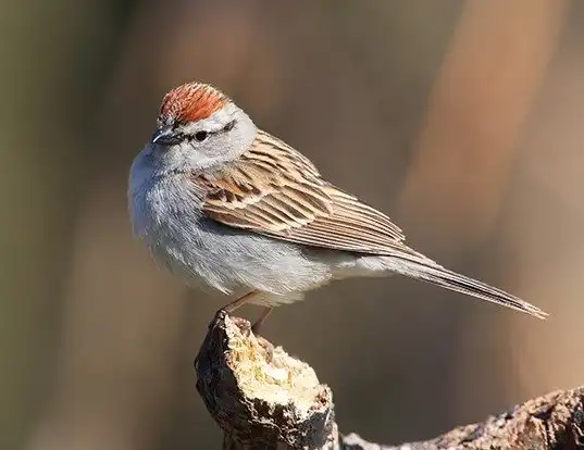 Picture of a chipping sparrow (Spizella passerina)