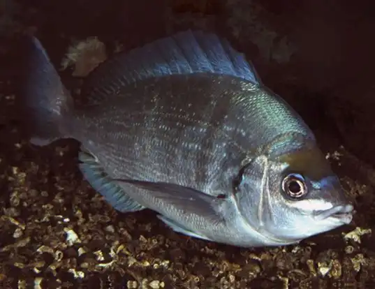Picture of a black sea bream (Spondyliosoma cantharus)