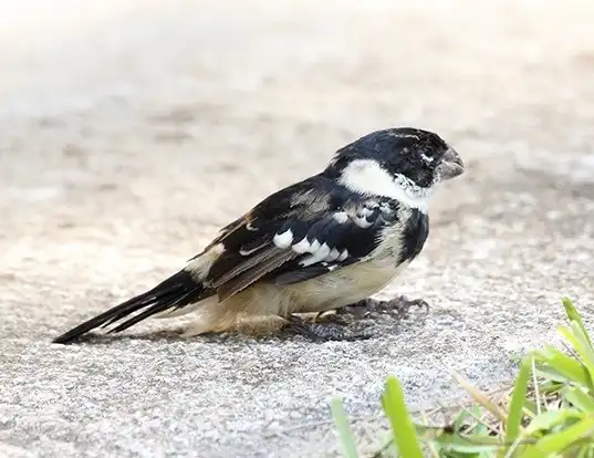 Picture of a white-collared seedeater (Sporophila torqueola)
