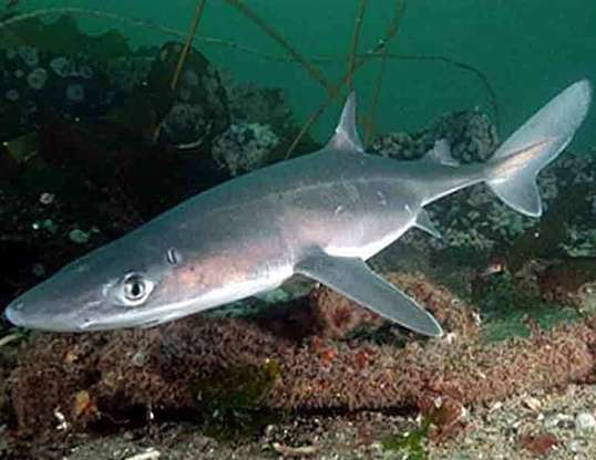 Picture of a spiny dogfish (Squalus acanthias)