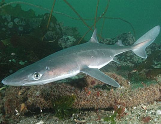 Picture of a longnose spurdog (Squalus blainville)