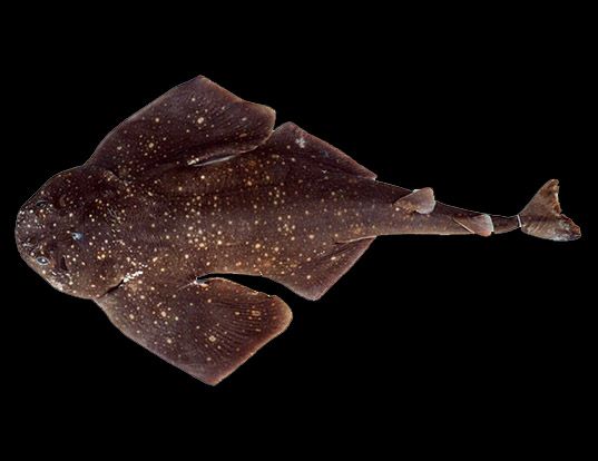 Picture of a argentine angel shark (Squatina argentina)