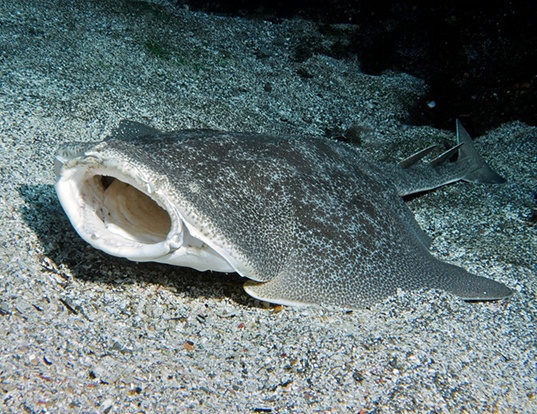 Picture of a pacific angel shark (Squatina californica)