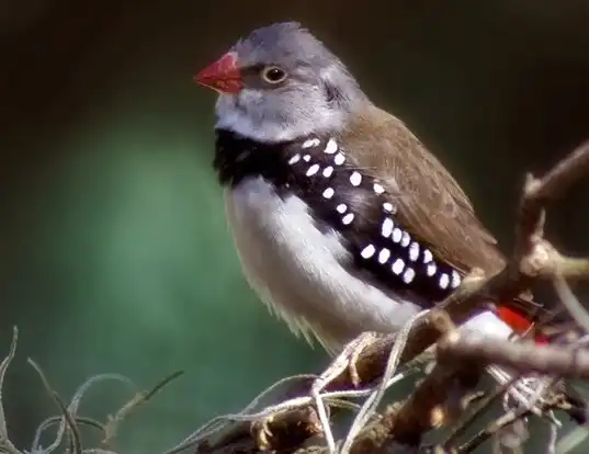 Picture of a diamond firetail (Stagonopleura guttata)