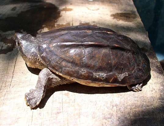 Picture of a pacific coast giant musk turtle (Staurotypus salvinii)