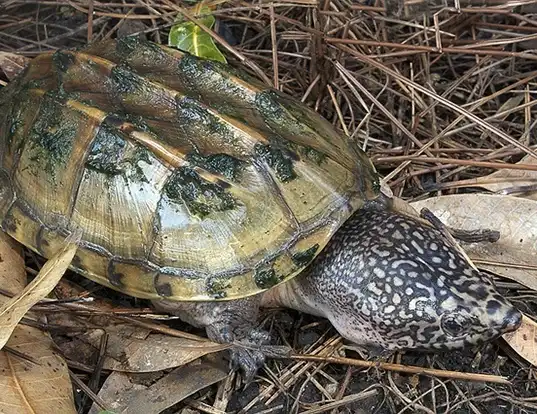 Picture of a mexican giant musk turtle (Staurotypus triporcatus)