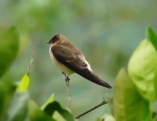 Picture of a southern rough-winged swallow (Stelgidopteryx ruficollis)