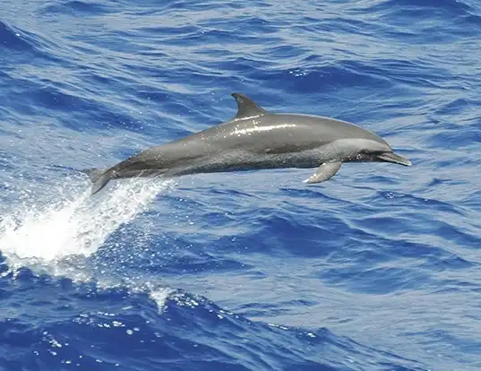 Picture of a pantropical spotted dolphin (Stenella attenuata)