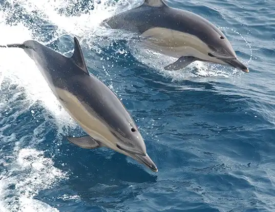Picture of a striped dolphin (Stenella coeruleoalba)