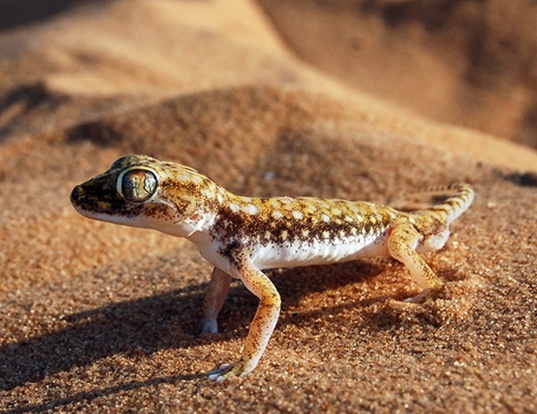 Picture of a flinders petrie's gecko (Stenodactylus petrii)