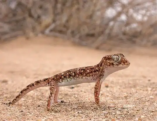 Picture of a elegant gecko (Stenodactylus stenodactylus)