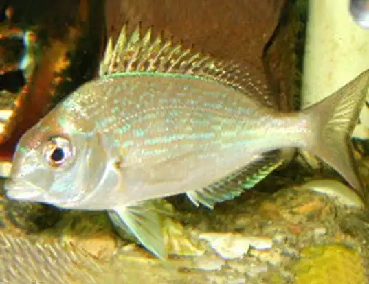 Picture of a scup (Stenotomus chrysops)