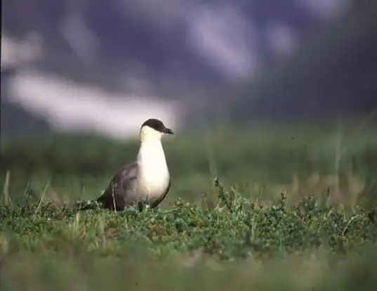 Picture of a long-tailed jaeger (Stercorarius longicaudus)