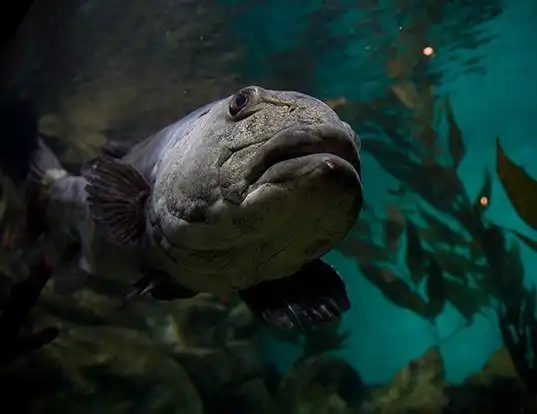 Picture of a giant sea bass (Stereolepis gigas)