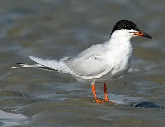 Picture of a forster's tern (Sterna forsteri)