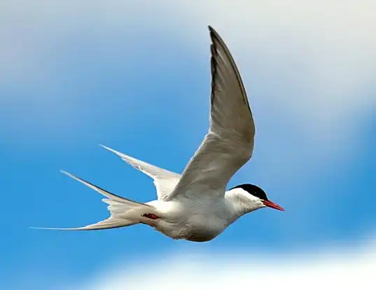 Picture of a arctic tern (Sterna paradisaea)