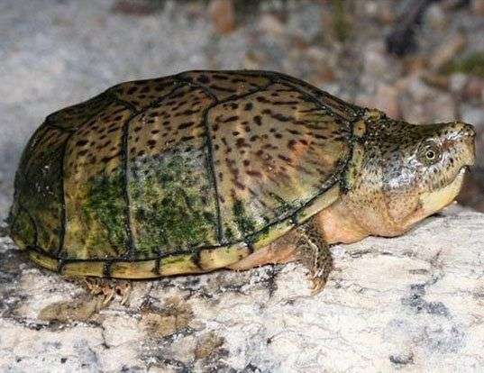 Picture of a razor-backed musk turtle (Sternotherus carinatus)
