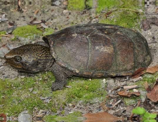 Picture of a loggerhead musk turtle (Sternotherus minor)