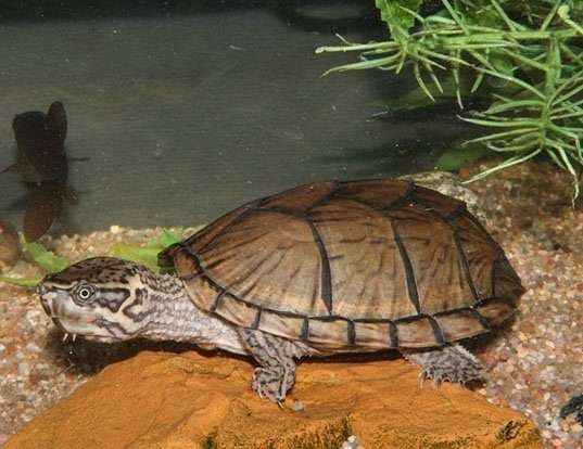 Picture of a eastern musk turtle (Sternotherus odoratus)