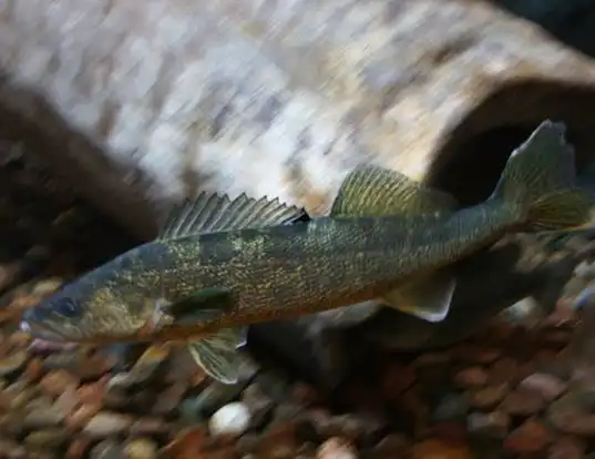 Picture of a blue pike (Stizostedion vitreum)