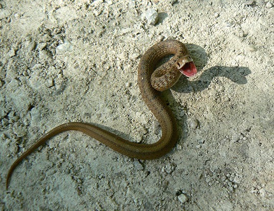 Picture of a northern brown snake (Storeria dekayi)