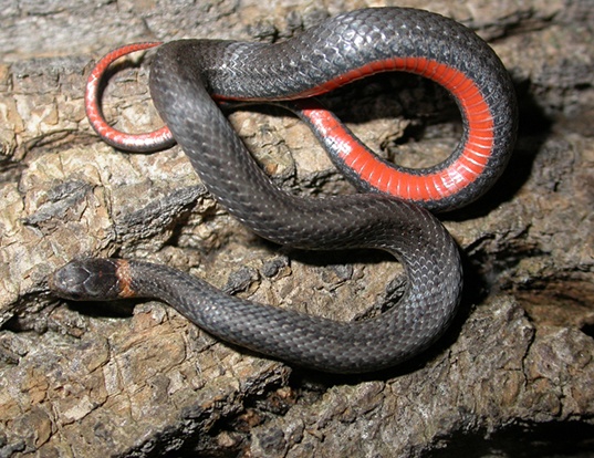 Picture of a red-bellied snake (Storeria occipitomaculata occipitomaculata)
