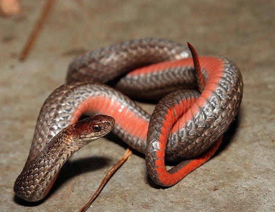 Picture of a redbelly snake (Storeria occipitomaculata)