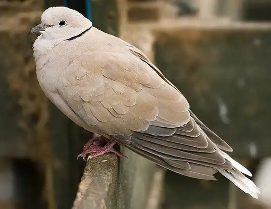 Picture of a african collared-dove (Streptopelia roseogrisea)