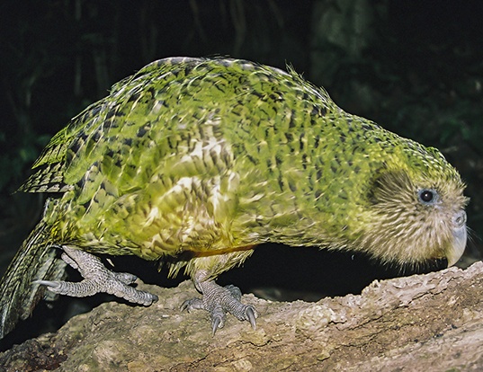 Picture of a kakapo (Strigops habroptila)