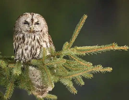 Picture of a tawny owl (Strix aluco)