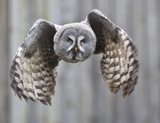 Picture of a great gray owl (Strix nebulosa)