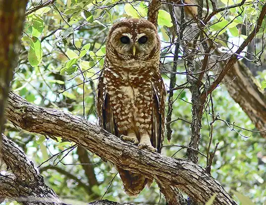 Picture of a spotted owl (Strix occidentalis)