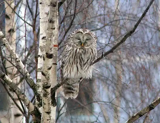 Picture of a ural owl (Strix uralensis)