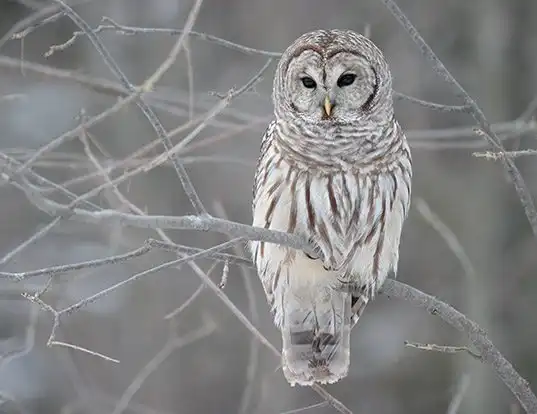 Picture of a barred owl (Strix varia)